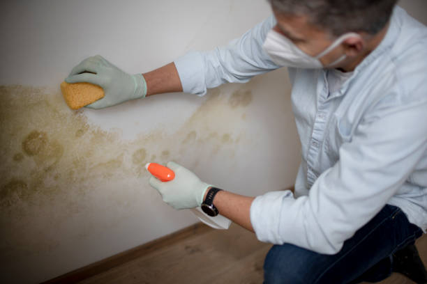 Best Attic Mold Removal  in Sturgis, KY