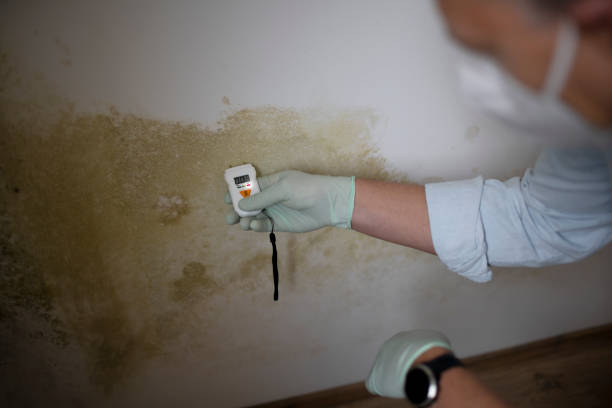 Best Local Mold Removal Service  in Sturgis, KY