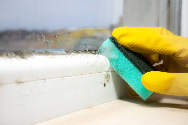 Best Crawl Space Mold Removal  in Sturgis, KY