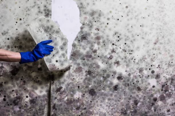 Best Office Mold Removal Services  in Sturgis, KY