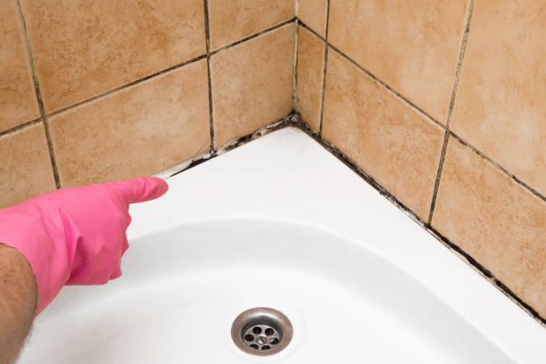 Certified Mold Removal in Sturgis, KY